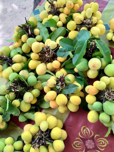 ទុំគុយ