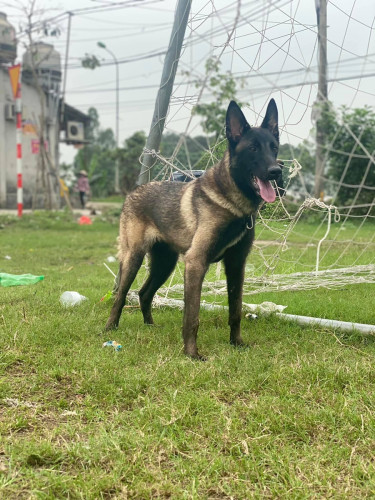 Malinois dog