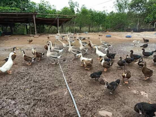 ក្ងានមួយគូធំៗល្អ ញីមួយឈ្មោលមួយ