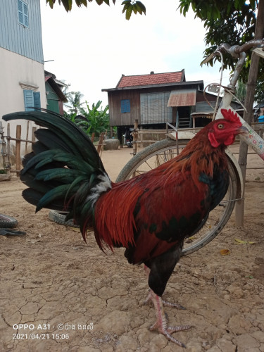 សល់តែមួយទេបងប្អូន