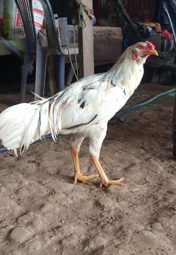 គីឡូ2.2..2.3