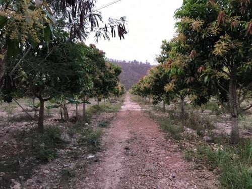ដីចំការ​ ស្វាយ 40 ហិកតា សម្រាប់​ លក់ ខេត្តកំពត