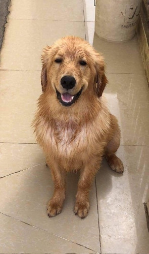 Golden oversized Male 7month Goodhealth full vaccine