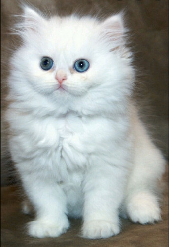 Persian cat girl