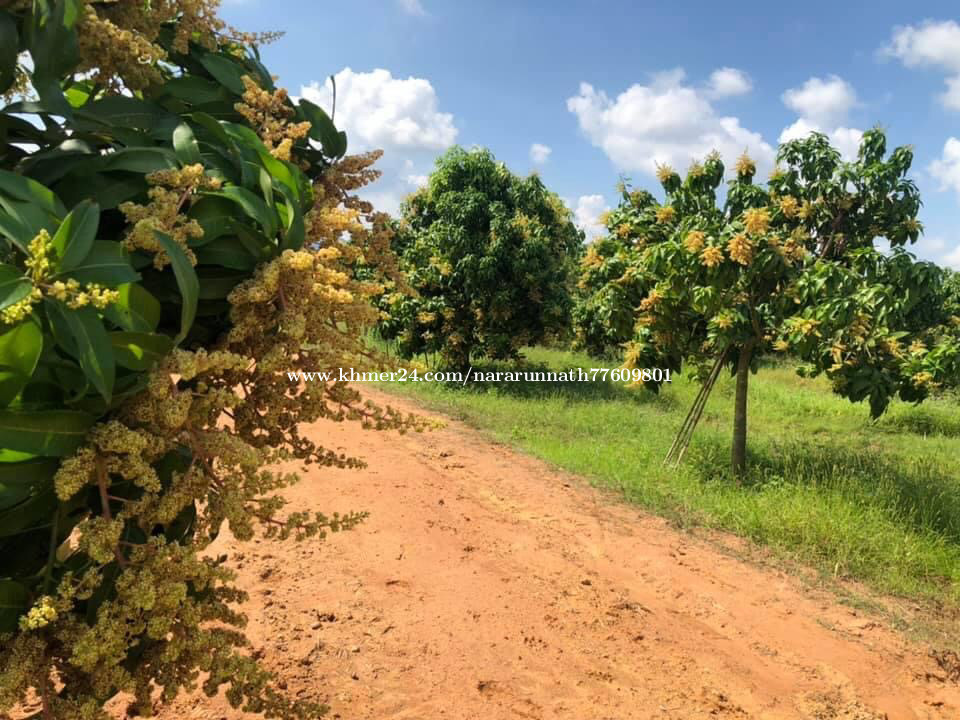 Mango Farm For Sale ដីចំការស្វាយសំរាប់លក់បន្ទាន់ មានគេជួលស្រាប់