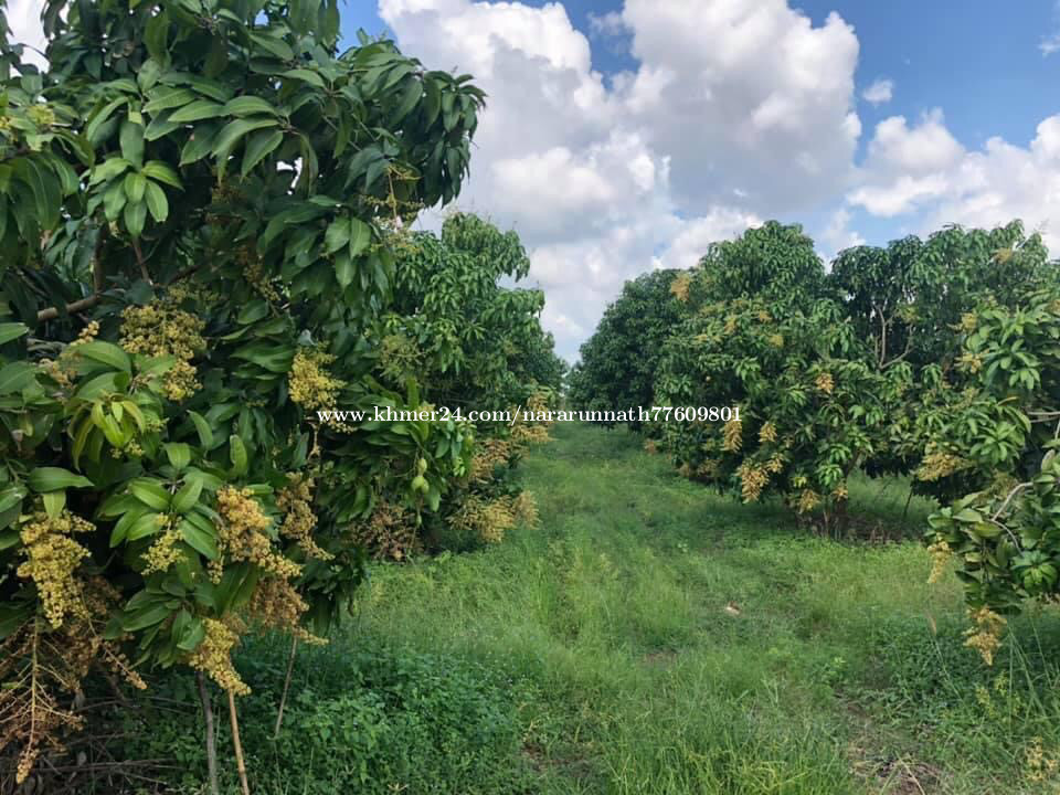 Mango Farm For Sale ដីចំការស្វាយសំរាប់លក់បន្ទាន់ មានគេជួលស្រាប់