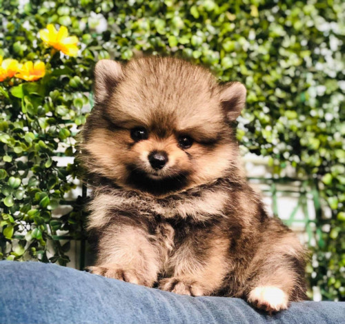Pom top grad