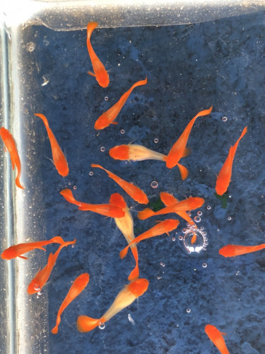 Koi red