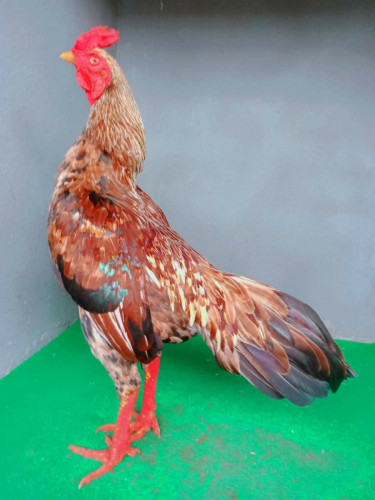លក់ គុយបារោមញី