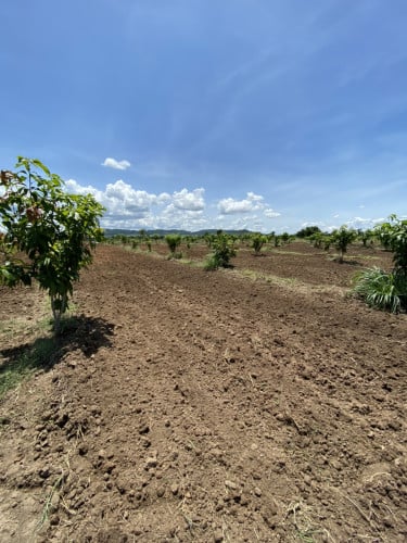 ដីលក់ នៅបាត់ដំបង4ហិតា