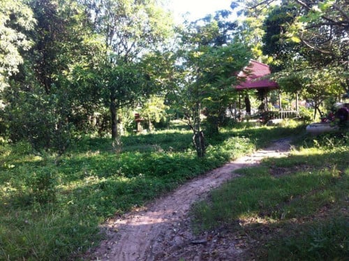 ចំការលក់នៅកៀនស្វាយជិតព្រីនម៉ាន័រ