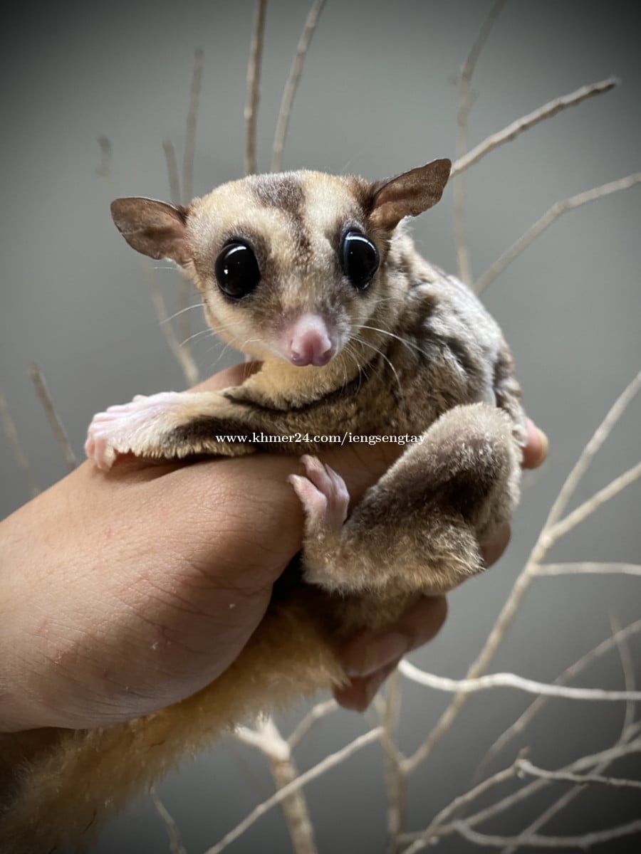  Sugar Glider Price 50 In Phnom Penh Cambodia Ieng 