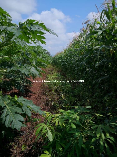 ដីចំការលក់នៅផ្សារត្រែង ស្រុករតនមណ្ឌល ខេត្តបាត់ដំបង ជិតគម្រោងផ្លូវជាតិលេខ 10 ថ្មី