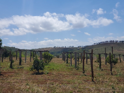 ផ្លូវដាក់ដាំ ដី និងចំការក្នុងក្រុងសែនមនោរម្យ ចំងាយប្រហែល ៦ គីឡូម៉ែត្រពីរង្វង់មូលគោព្រៃ