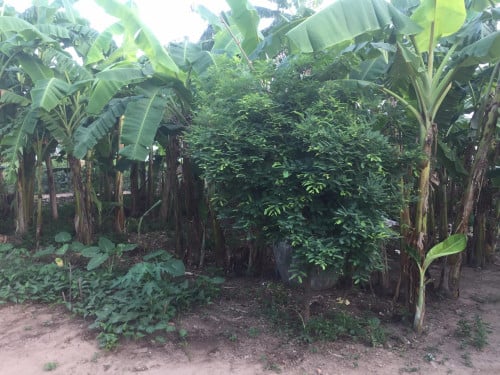 Land at Srey Santhor for sale in urgent