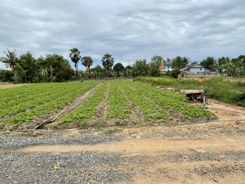 ដីស្អាត ប្រភេទដីភូមិ