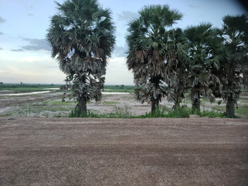 ដីសំរាប់លក់