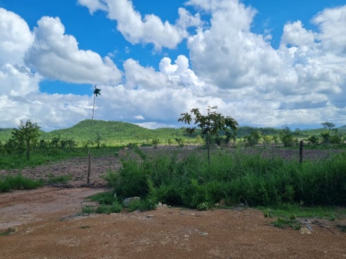 ដីចំការពោធិសាត់លក់បន្ទាន់