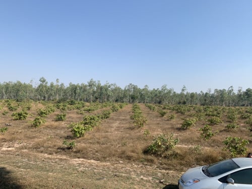 ចំការស្វាយចន្ទី