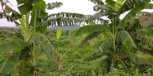 ដីជើង ភ្នំ លក់បន្ទាន់