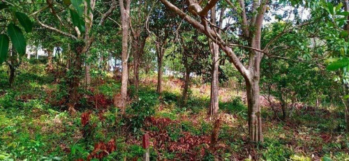 ដីលក់បន្ទាន់នៅខេត្តកែប​​