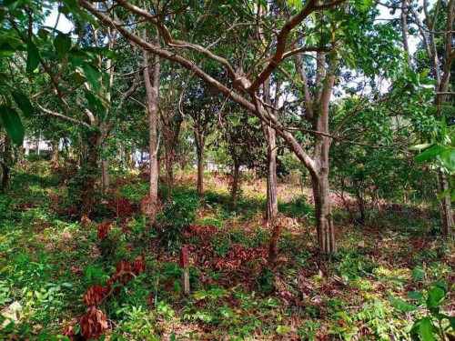 ដីលក់បន្ទាន់នៅខេត្តកែប​​