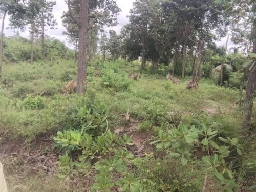 ដីលក់នៅផ្សារត្រាច ឃុំត្បែងខ្ពស់ ហួសឧដុង្គតែ២គីឡូមានផ្លូវបត់ចូល