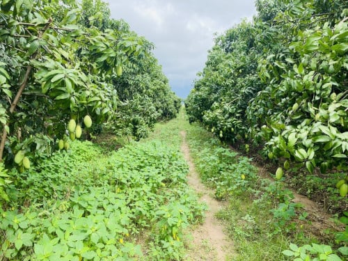 ដីចំការលក់ តម្លៃក្រោមហាងឆេង