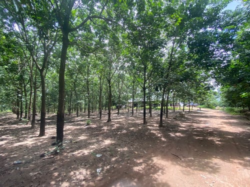 ចំការកៅស៊ូលក់បន្ទាន់ចំណូល 6000$យ៉ាងតិចក្នុងមួយខែ