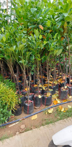 លក់កូនឈើធូរថ្លៃ