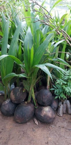 លក់កូនឈើធូរថ្លៃ