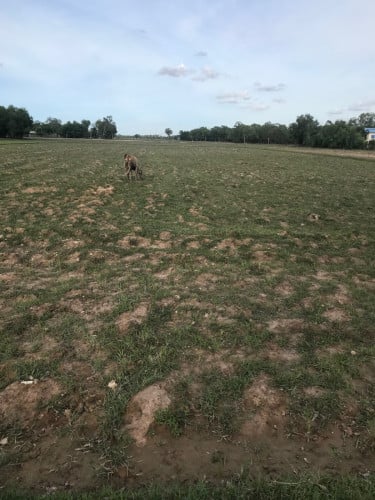 ដីលក់នៅបាវិត (លក់ប្រញាប់)