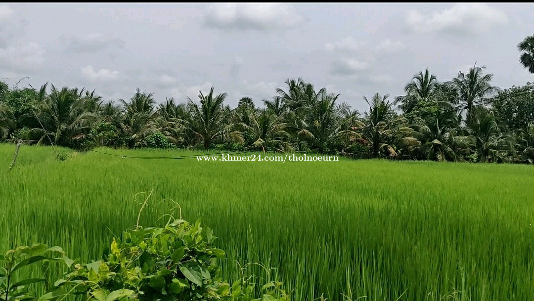 ដីលក់ 28000 ជិតក្រុងកំពត Price 28000 in Trapeang Sangkae, Tuek Chhou