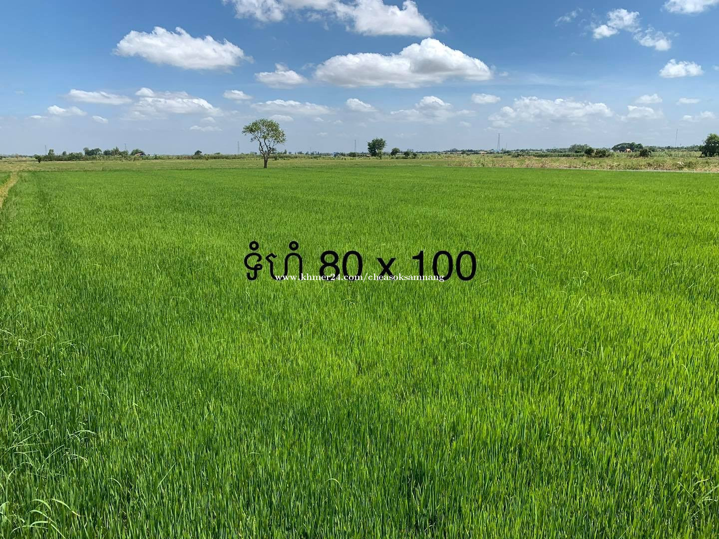 ដីលក់បន្ទាន់ Land for Sale Under Market Price in Banteay Daek, Kien