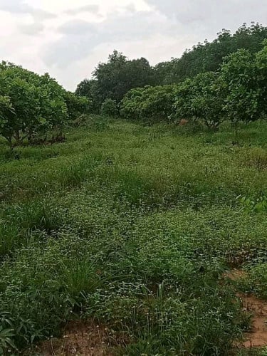 ដីលក់ប្រញាប់នៅក្រុងស្ទឹងត្រែងម្ចាស់ដីគាត់ទាល់លុយប្រញាប់សងធនាគារ