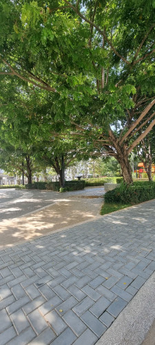 The flora ចូលនៅភ្លាម បង់រំលោះ