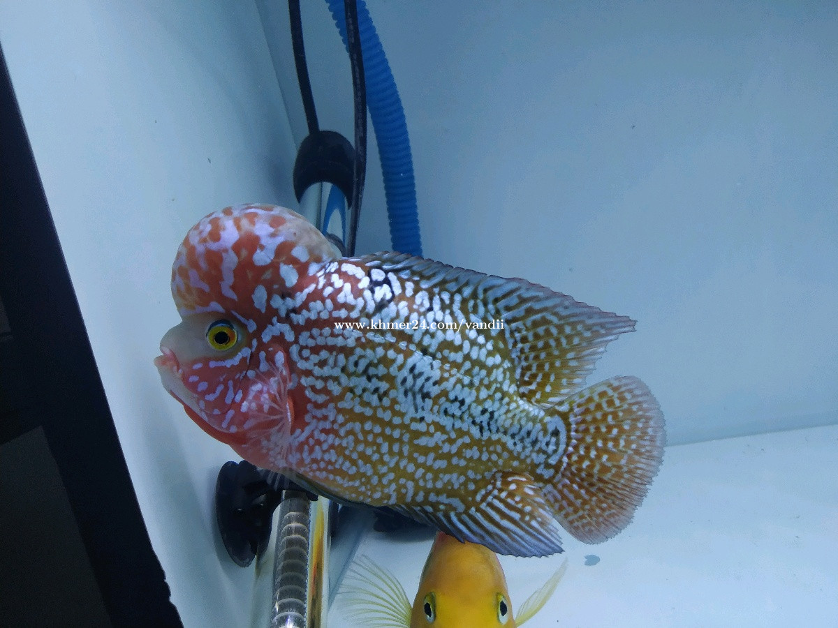 f1 kamfa flowerhorn