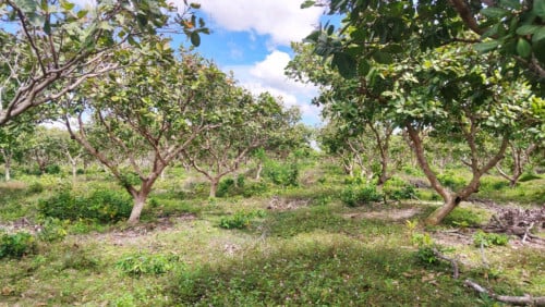 ចំការស្វាយច័ន្ទទី ទីតាំងនៅស្រុកសន្ទុក ខេត្តកំពង់ធំ!.....