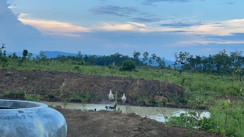 ដីលក់១ហិតា ៦០០០$ ដីវាលវែង