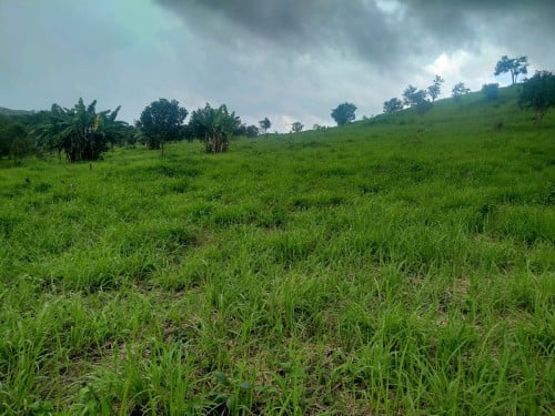 ដីលក់. បន្ទាន់