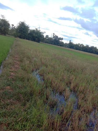 ដីស្រែលក់ប្រញាប់10x100m $4000(ចរចា)ភូមិជ្រលង ឃុំខ្នាត​ ស្រុកពួក ខេត្តសៀមរាប​មិនជាប់អប្សារា