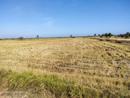 ដីស្រែត្រូវការលក់បន្ទាន់ 100 ហិកតា ជិតផ្លូវជាតិលេខ៦អា ស្រុកស្ទោងខេត្តកំពង់ធំ