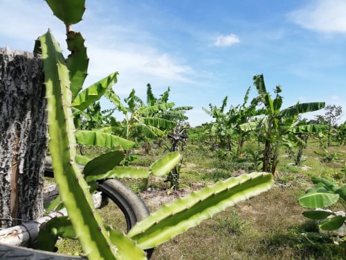 ដីលក់ទំហំ 8742m2 មានដំណាំស្រាប់ទិញហើយប្រមូលផលតែម្តង