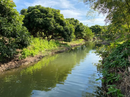 ដីចំការ13ហិចតា តាងែនជិត1000ដើម និងស្វាយជិត1000ដើម