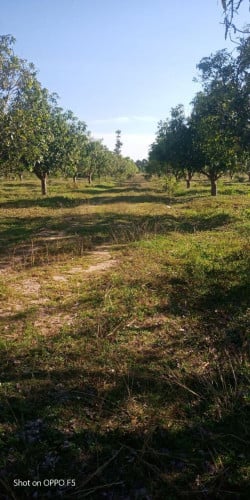 ដីចំការលក់ទំហំ 166000m2 (16.6ha) តំលៃ $2.5/m2