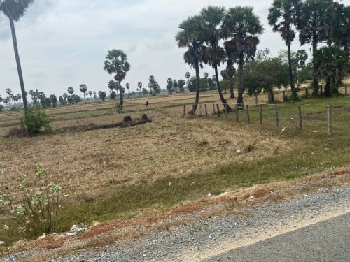 ដីលក់ ទួលព្រេជ / ទទឺង34,5m បណ្តោយ120m /តម្លៃ80$/m2 អាចចរចារបាន