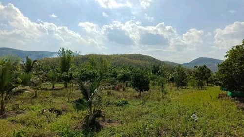 ដីចំការលក់ មានដំណាំស្រាប់