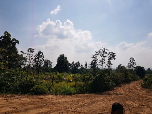 ដីចំការធូថ្លៃប្រញាប់លុយ