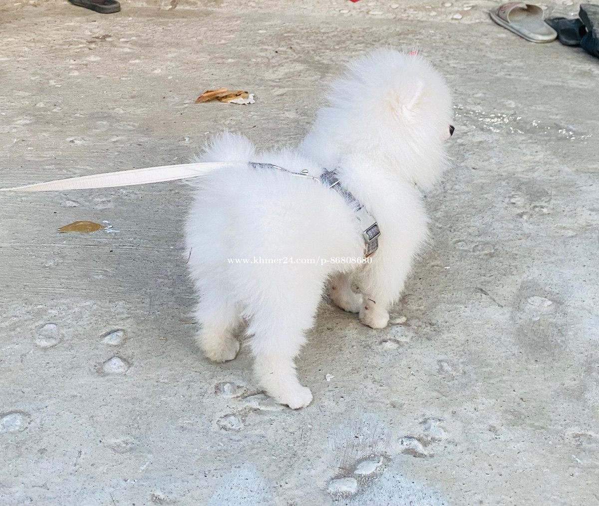 Pom teacup female 6 month old Price 570.00 in Phnom Penh, Cambodia