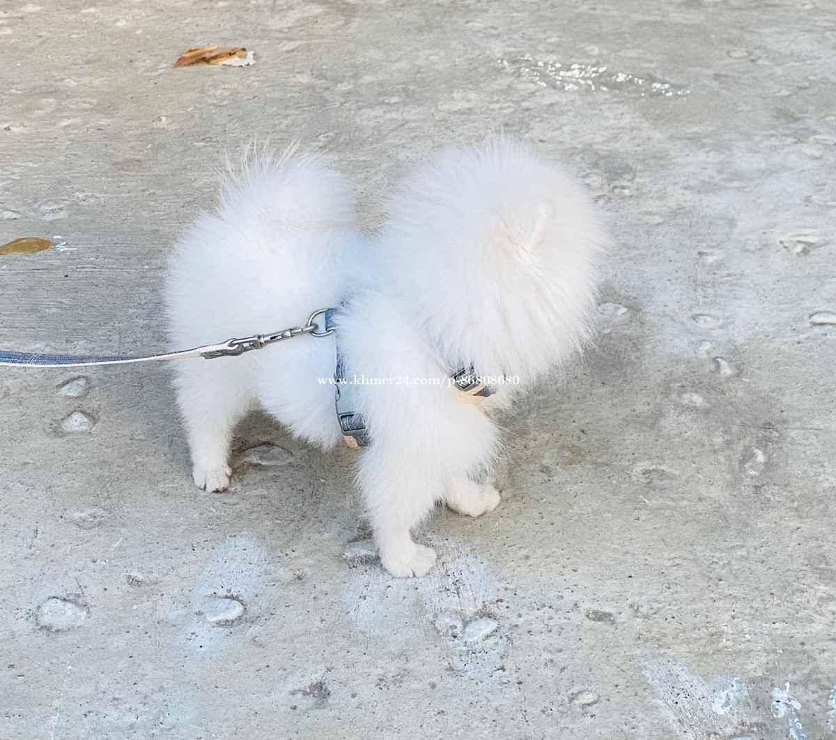 Pom teacup female 6 month old Price 570.00 in Phnom Penh, Cambodia